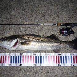 湾内散策釣行にて